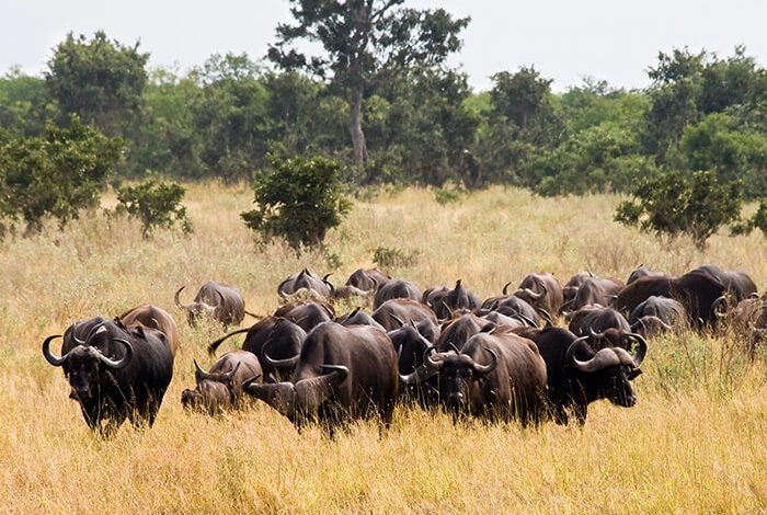 Group of buffalos grazing in a grass field