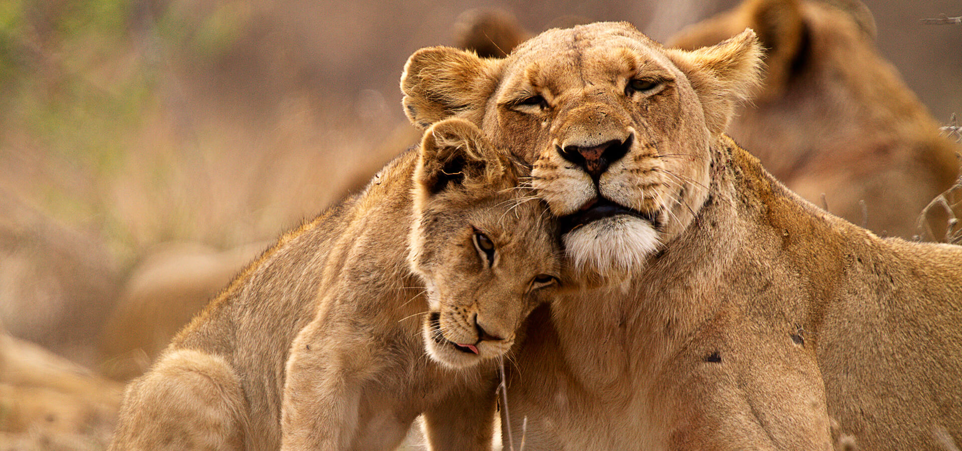 Lion cub and its mother cuddling
