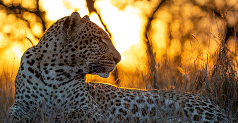 Leopard lying in the grass against a sunset